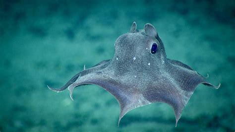 10 Bizarre Deep Sea Creatures