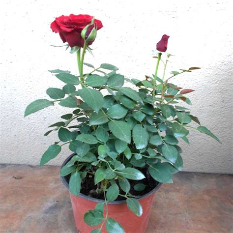 Rose Maroon Plant Buy Maroon Rose Plant Online Lilplants