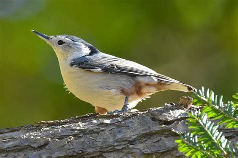 52 Backyard Birds In Pennsylvania 2023 Complete Guide Learn Bird