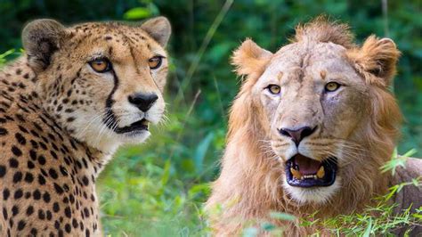 Why The Asiatic Lion And The African Cheetah Could Be Pitted Against