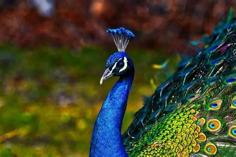 Submitted 2 months ago by idontwanttousethis. 3 Types of Peacocks (Plus Interesting Facts)