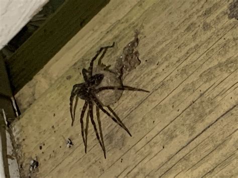 Unidentified Spider In Cedar Springs Greenville Michigan United States