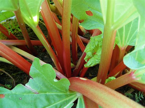 Growing Rhubarb Berkeley Horticultural Nursery Berkeley Horticultural