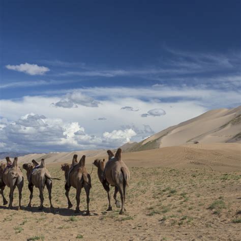Bactrian Camel Train Two Humps Along Base Of Huge Sand Dunes Blue