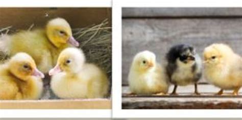 cornell cooperative extension poultry 101 raising chicks ducklings and poults