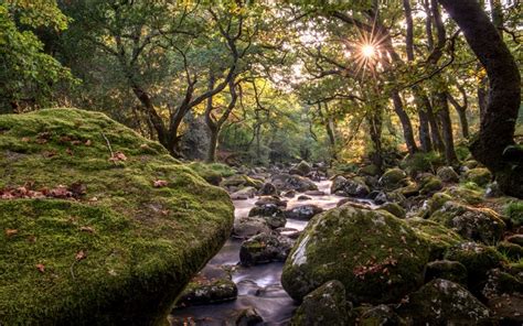 4k 5k Devon England Forests Stones Stream Moss Hd Wallpaper