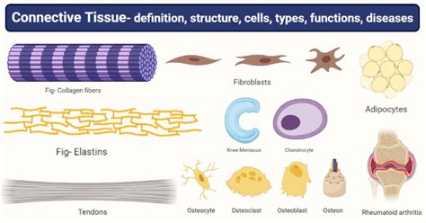Connective Tissue Structure Cells Types Functions Diseases