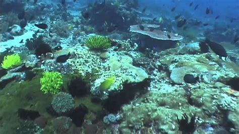 Apo Island Marine Reserve An Example From The Philippines Youtube