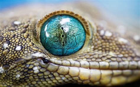 258 Lizard Hd Wallpapers Backgrounds Wallpaper Abyss Page 6