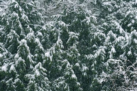 Heavy Snow Settles On Tree Branches On Evergreen Trees Stock Image