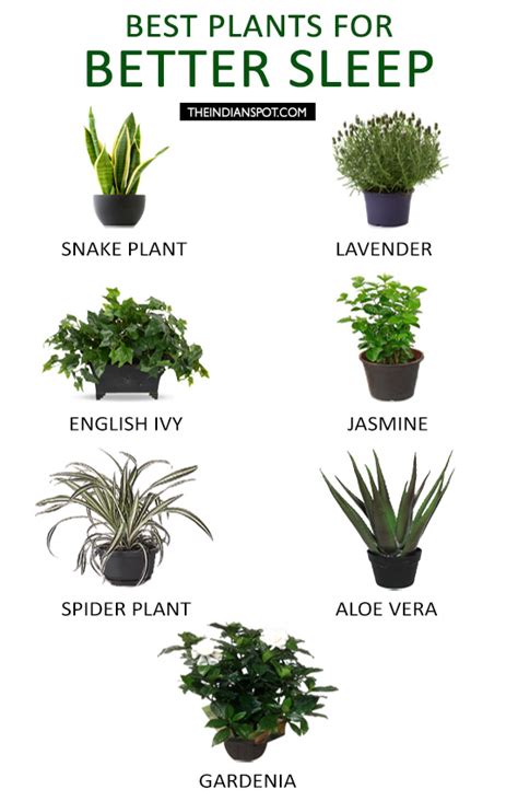 Plants With Purpose 5 Types Of Greenery You Need In Your Home