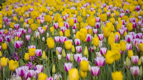 Download Wallpaper 3840x2160 Tulips Flowers Field Bloom