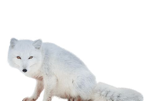 White Arctic Fox Png Imagem Png Mart