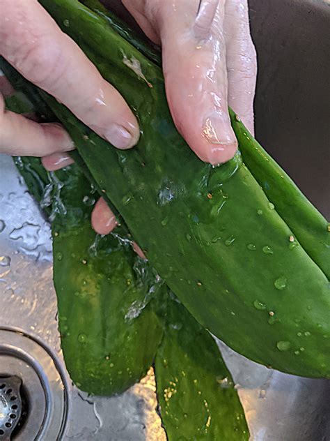 2.where can i get cacti drink. Groundbreaking Roots: Cactus Paddle Habit