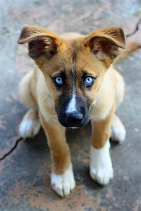 It will all depend on the traits acquired from the parent breed and the health of ther german shepherd husky mix puppies can range in price from $500 to $1,000. new puppy honeybear husky/German Shepard mix | My life ...