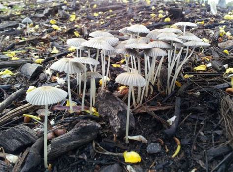 Mushroom compost has become popular in recent years with gardeners because it is so high in organic matter. Parasola plicatilis, Pleated Inkcap mushroom