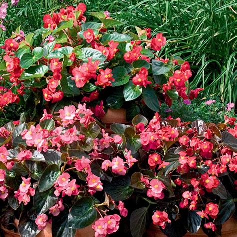 Select from premium begonia pot of the highest quality. 6-Pack Multicolor Big Begonia in Pot (L20350) at Lowes.com