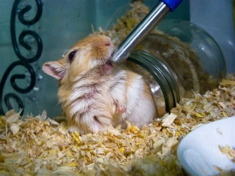 A Helpful Guide To Caring For Your Pet Gerbil — Part 1 Petful