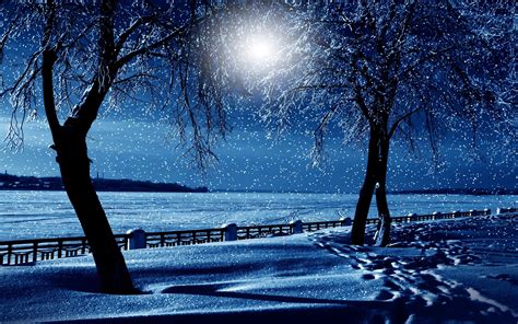 Download Blue Snowfall Night Tree Snow Nature Winter Hd Wallpaper