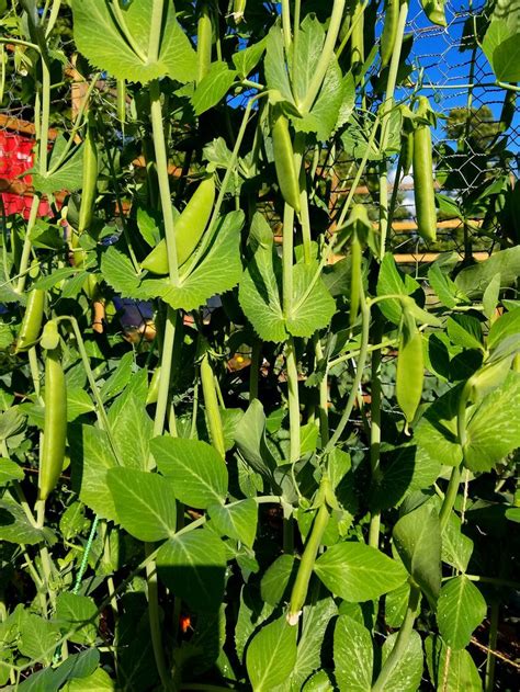 How To Presprout And Grow Sugar Snap Peas Easy