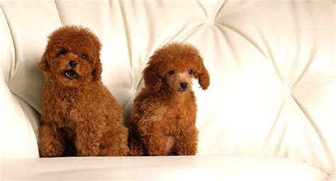 Red Toy Poodle All About This Stunning And Rare Color