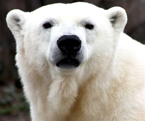 Detroit Zoo To Get Third Endangered Polar Bear This Summer Royal Oak