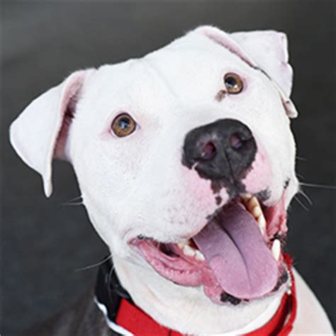 Join us to keep the momentum going during petsmart charities national adoption weekend events at your local petsmart store. Dog Adoption Near Me This Weekend - Cat's Blog