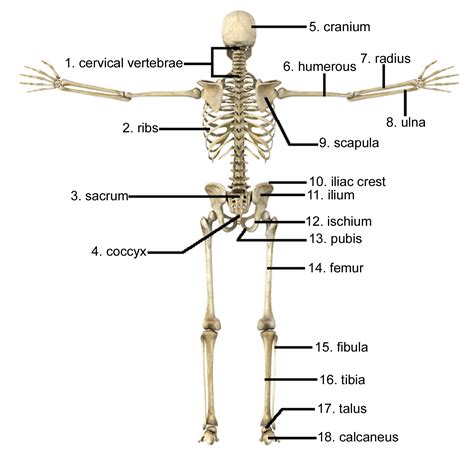 How Do Bones Help Regulate Mineral Levels In The Body Bones Of A
