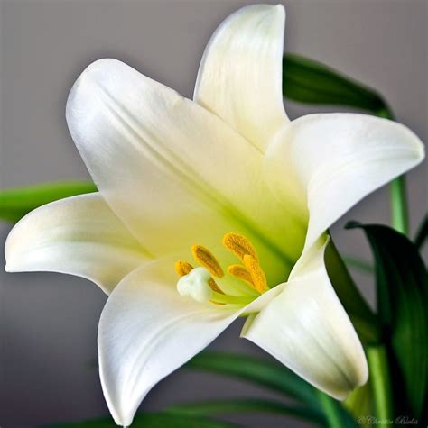 Check spelling or type a new query. for me | Easter lily, Beautiful flowers, Lily