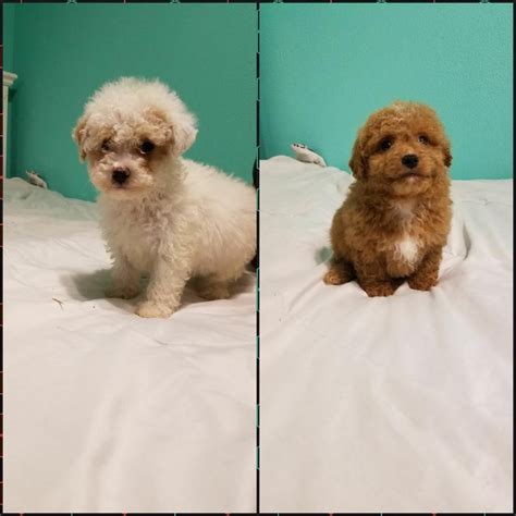 Lancaster puppies advertises puppies for sale in pa, as well as ohio, indiana, new york and other states. Poodle Puppies For Sale | Philadelphia, PA #262334