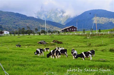 Entrance welcome to the world of happy cows & healthy milk. AMIE'S LITTLE KITCHEN: Desa Cattle Diary Farm Kundasang