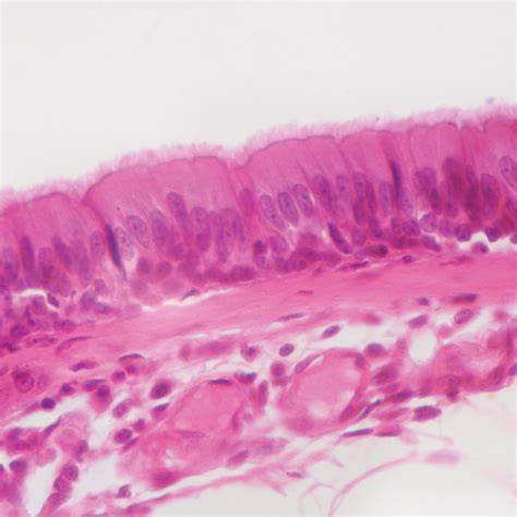 Olfactory Epithelium Histology