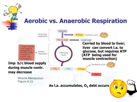 Ppt Chapter The Muscular System Powerpoint Presentation Free