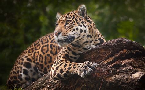 Download Wallpapers Jaguar Wildlife Wild Cat Forest Besthqwallpapers