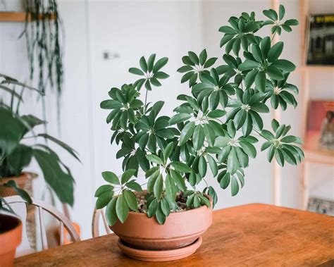 20 Popular Indoor Trees To Grow In Your Home