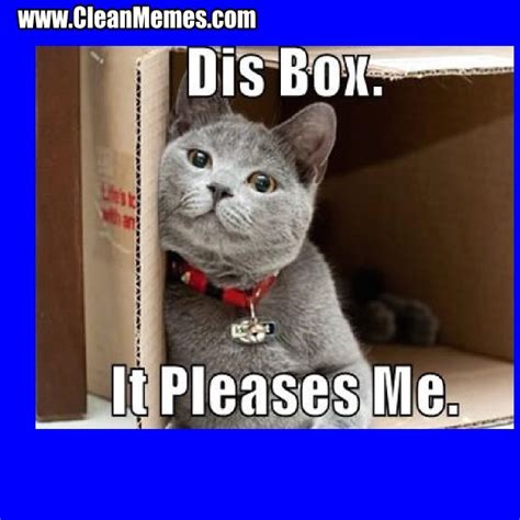 Gather The Marvelous Funny Cat Pictures With Captions Clean Hilarious