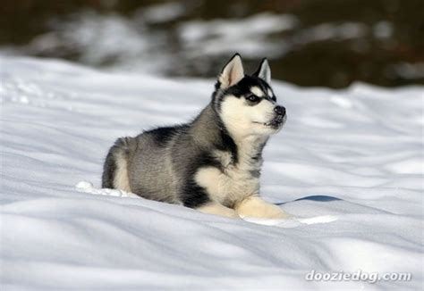 A stunner of a mask! 40 Cute Siberian Husky Puppies Pictures - Tail and Fur