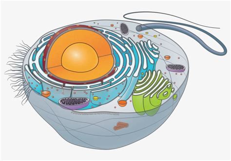 Animal Cell Unlabeled Circle Png Image Transparent Png Free
