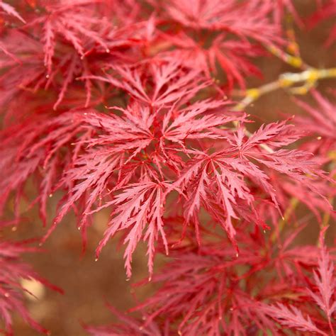 Japanese Red Dragon Maple Tree