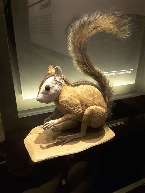 Taxidermy At The Manchester Museum