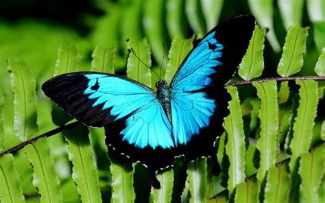 Ulysses Butterfly Species Profile And Facts Insectic