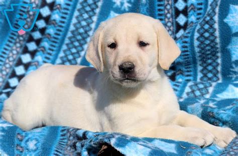 Fall in labrador love with pictures of lab puppies! Liberty | Labrador Retriever - Yellow Puppy For Sale | Keystone Puppies