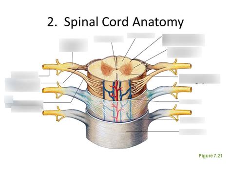 Lab The Spinal Cord Spinal Nerves Diagram Quizlet