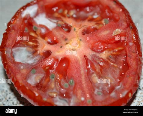 Old Moldy Rotten Tomato Stock Photo Alamy