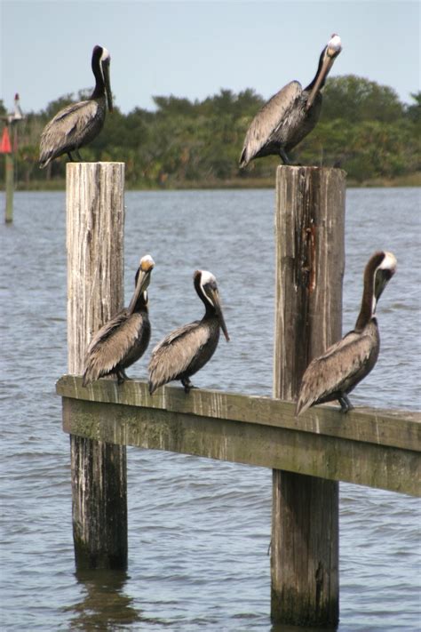 Find out the latest on your favorite nba teams on cbssports.com. World Bird Sanctuary: Saving The Brown Pelican
