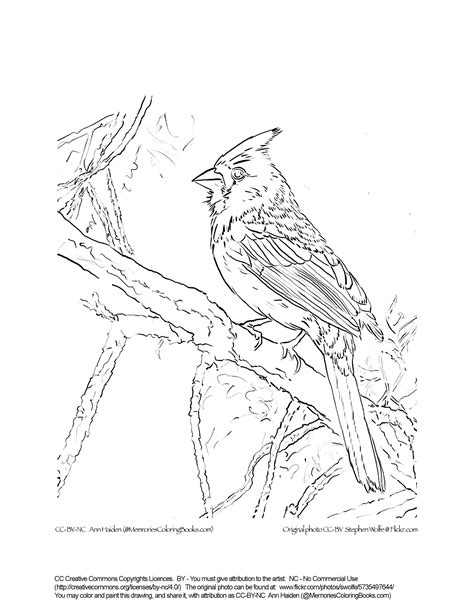 Cardinal Bird Drawing At Getdrawings Free Download