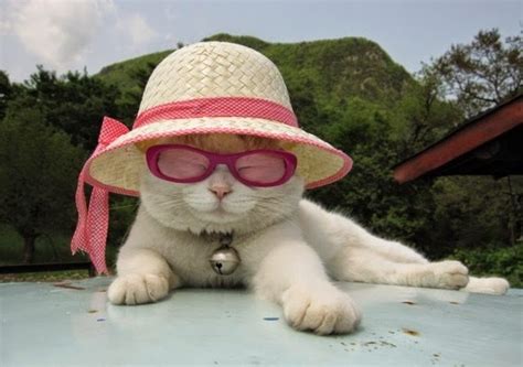 Funny Cats Wearing Glasses Animals Amazing Latest Pictures Funny