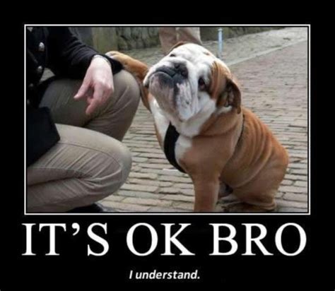 Its Ok Bro Dog Humor