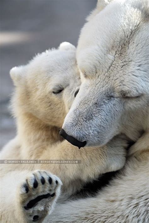 The sculpture was created by holger wederkinch in paris. Little polar bear cub playing with his mom by Sergey ...