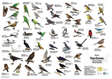 ¿cuáles Son Los Nombres De Las Aves Actualizado Abril 2024